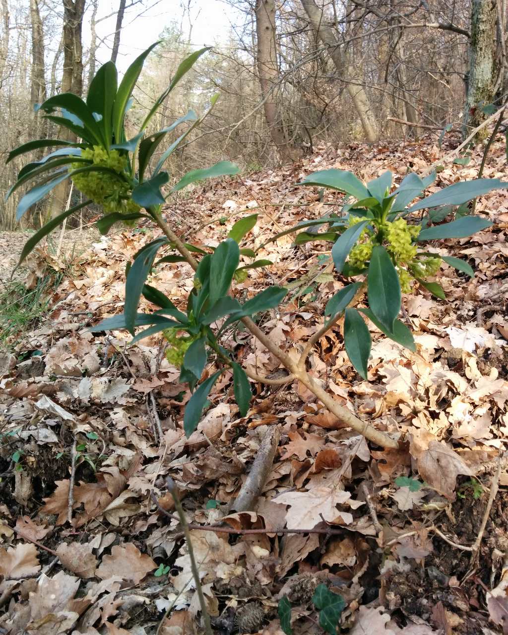 Daphne laureola / Dafne laurella